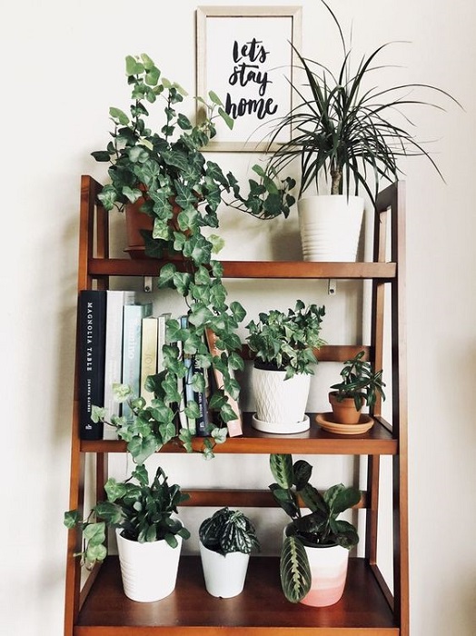 Find 20 Attracting Houseplants Decor Ideas To Beautify Your House Perfectly