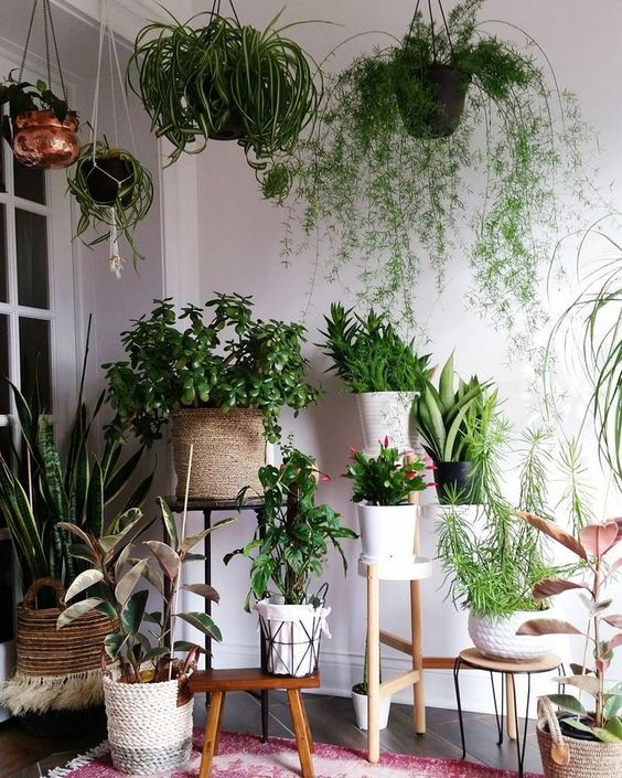 5 Amazing Tips To Create Your Own Indoor Jungle Interior Design