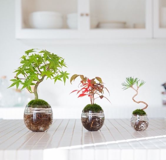 15 Smart Ideas To Decorate A Modern House Using Beautiful Hydro Plants