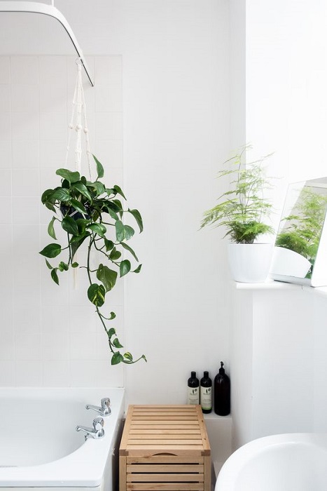 Make Your Bathroom Alive By Using Best Bathroom Plants And Find Smart Tips Here