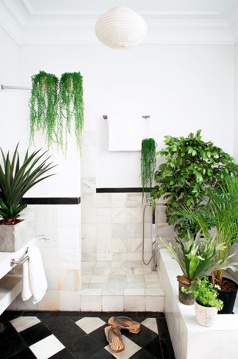 Make Your Bathroom Alive By Using Best Bathroom Plants And Find Smart Tips Here
